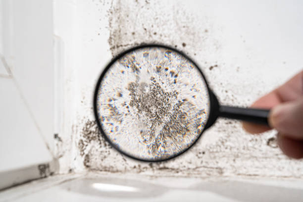 Close-up view of mold on a wall through a magnifying glass, highlighting the detailed texture and spread of mold spores. This image emphasizes the importance of professional mold inspection and remediation services offered by NSH Home Services to ensure a clean and safe living environment.