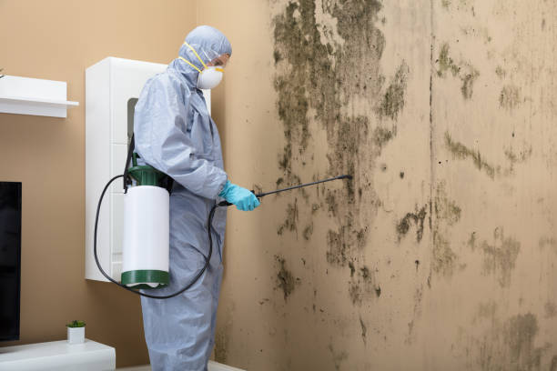 technician is removing mold from wall