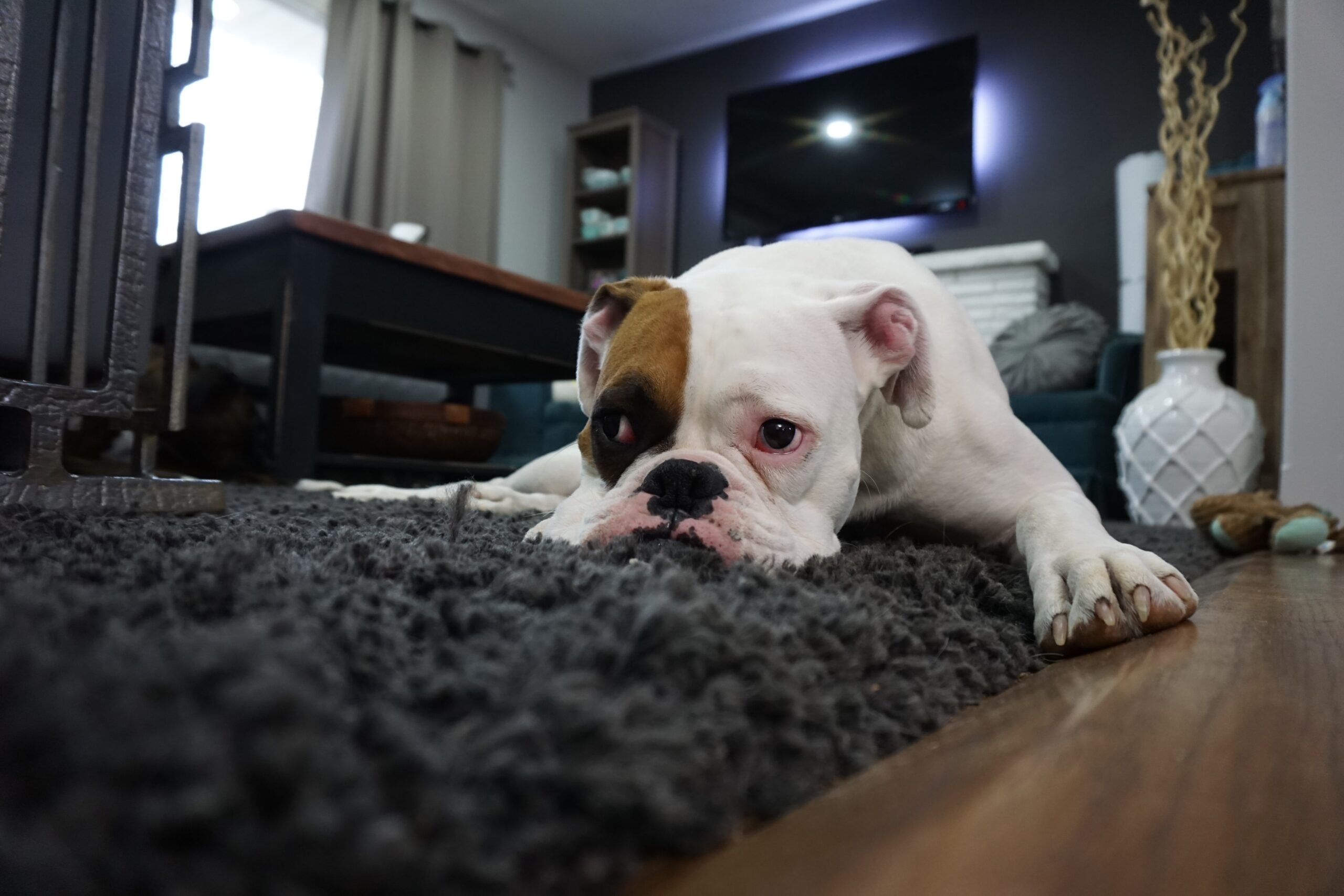 dog lying on a clean rug. This image highlights NSH Home Services' pet-friendly carpet cleaning services, ensuring a safe and fresh environment for every member of the family, including pets.