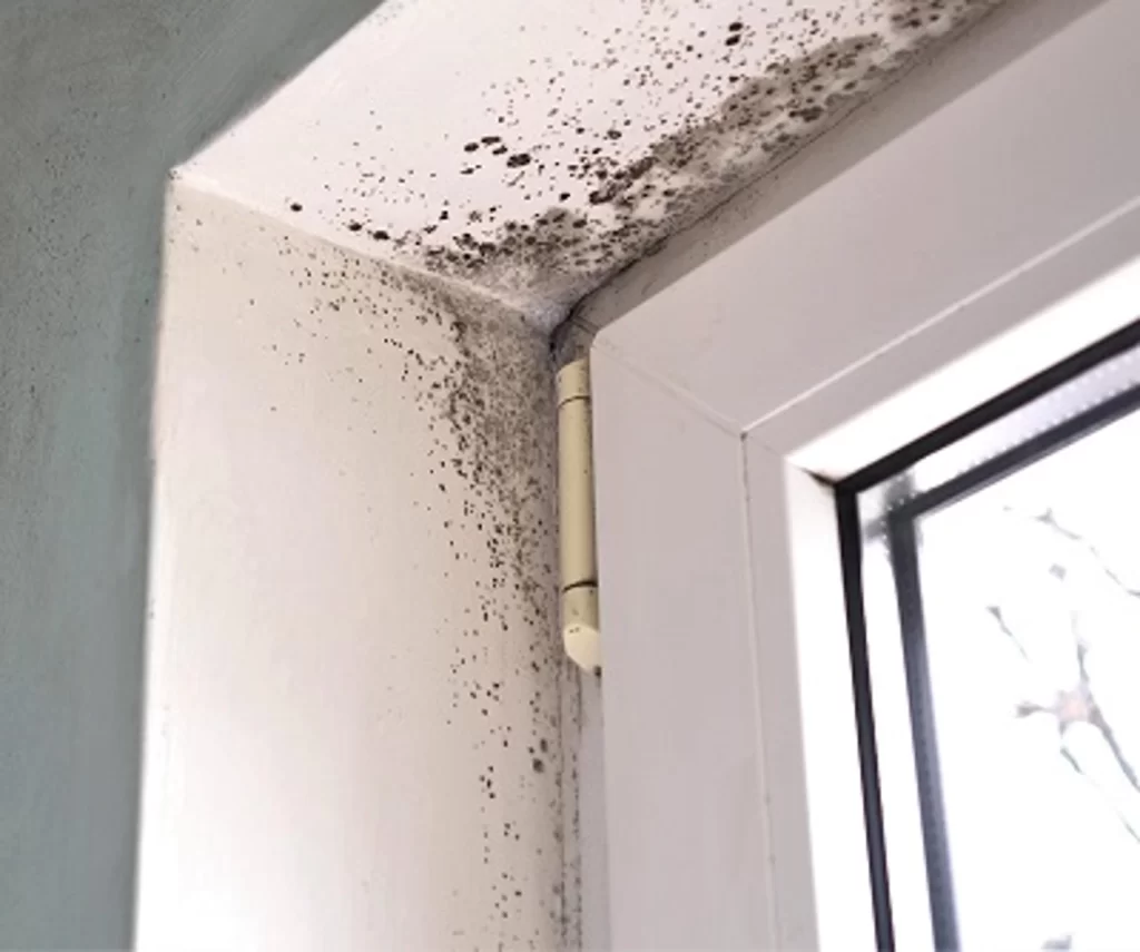 visible mold on wall