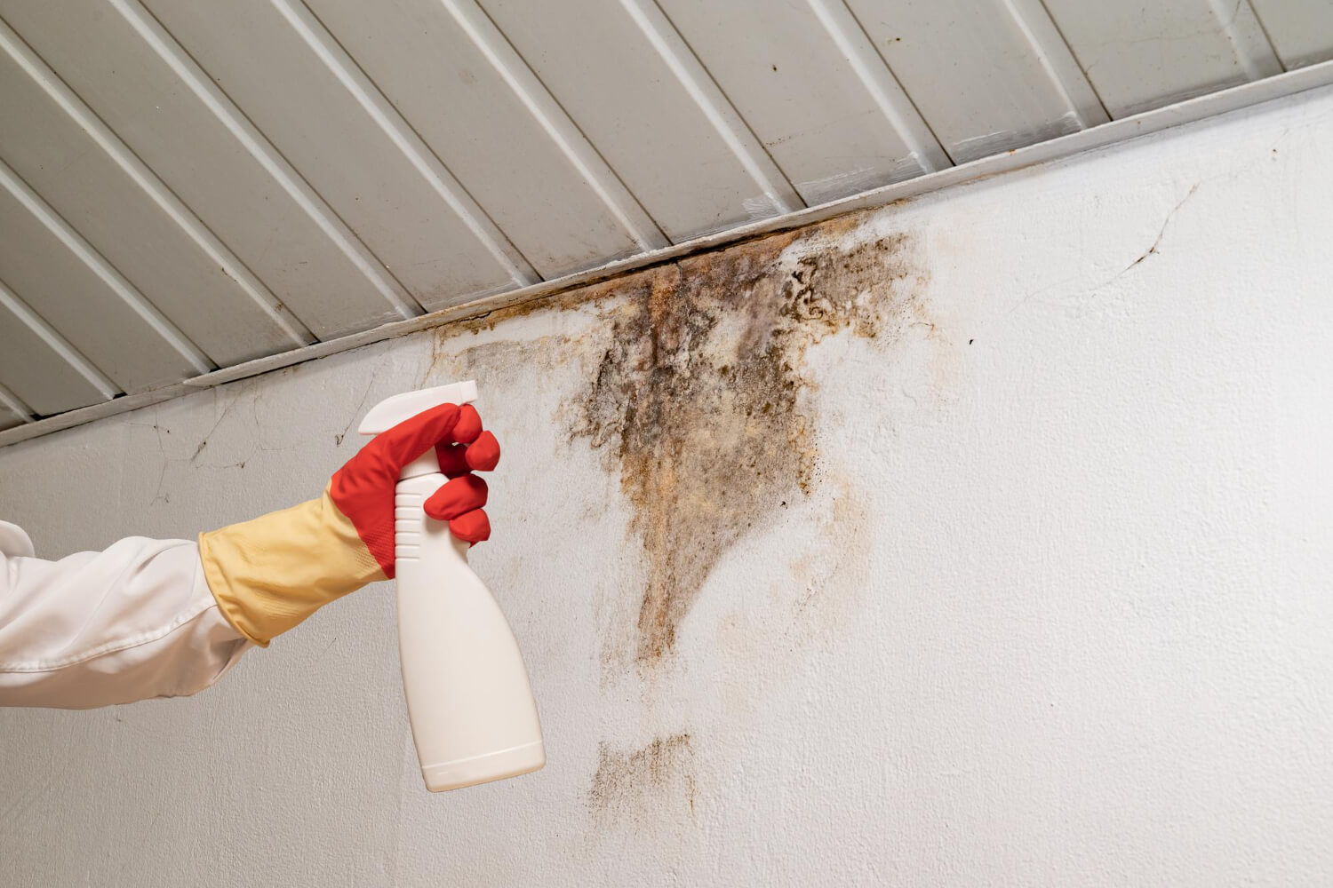 Mold Restoration in NJ
