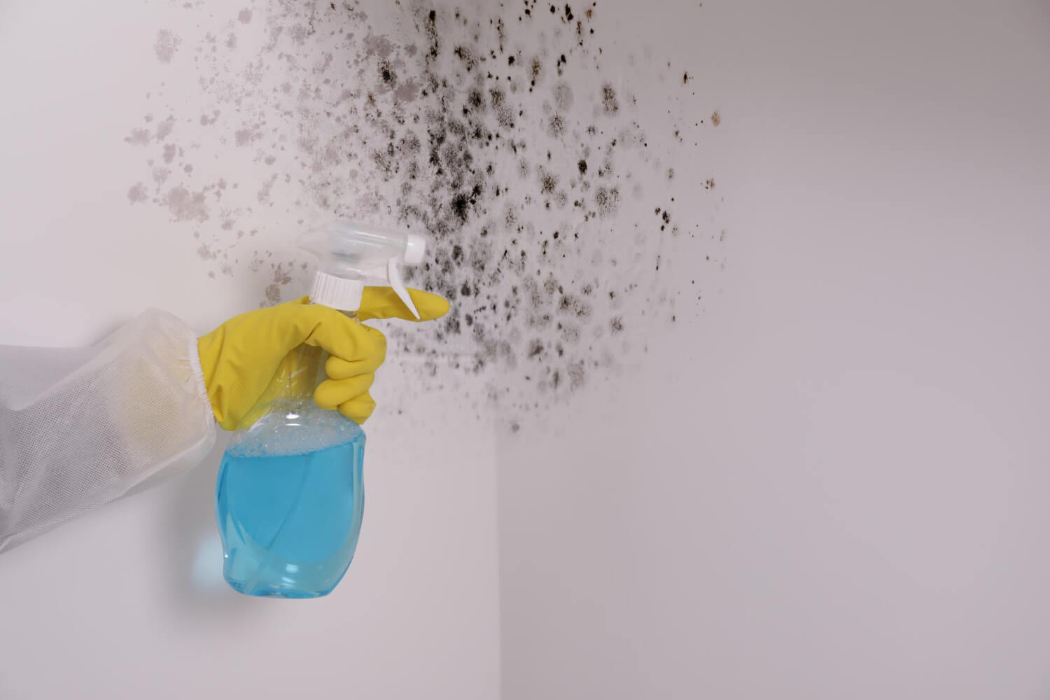 Mold Moisture Removal in NJ