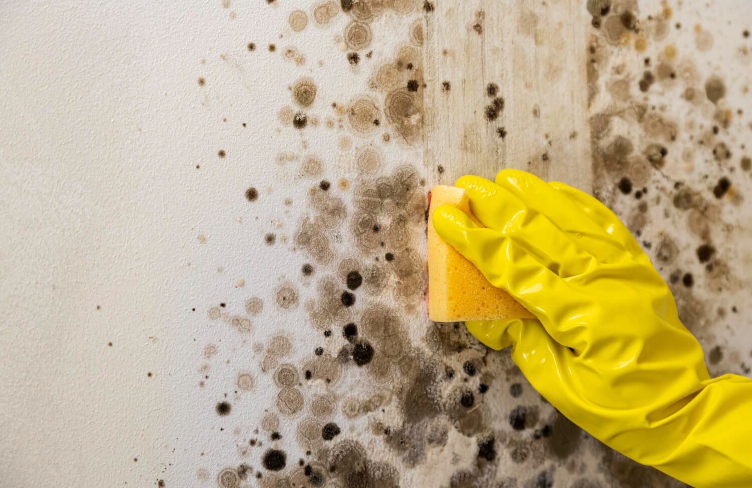 Mold Removal in New Jersey