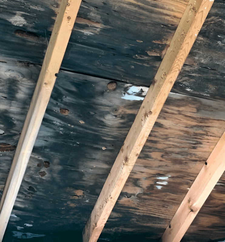 Attic Mold Remediation in New Jersey